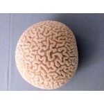 Very Rare White Round Coral Ball