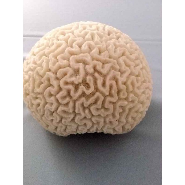 Very Rare White Round Coral Ball